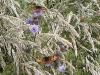 Heath Fritillary on thistle & grasses closeup